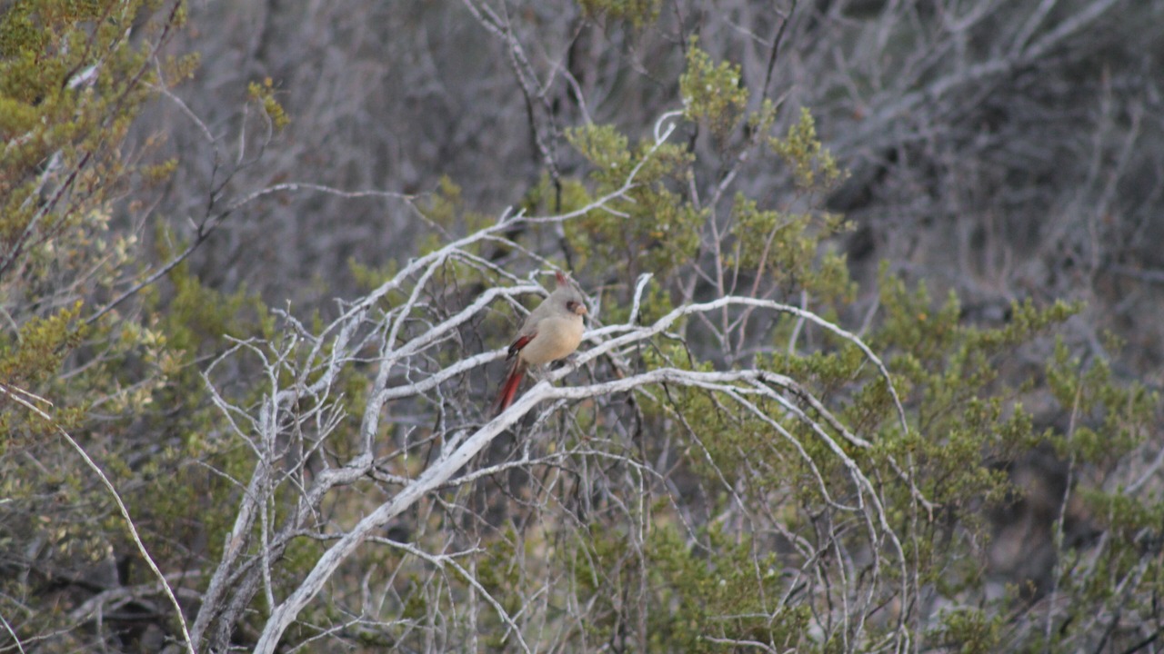 Photo of Outdoor in Brewster County