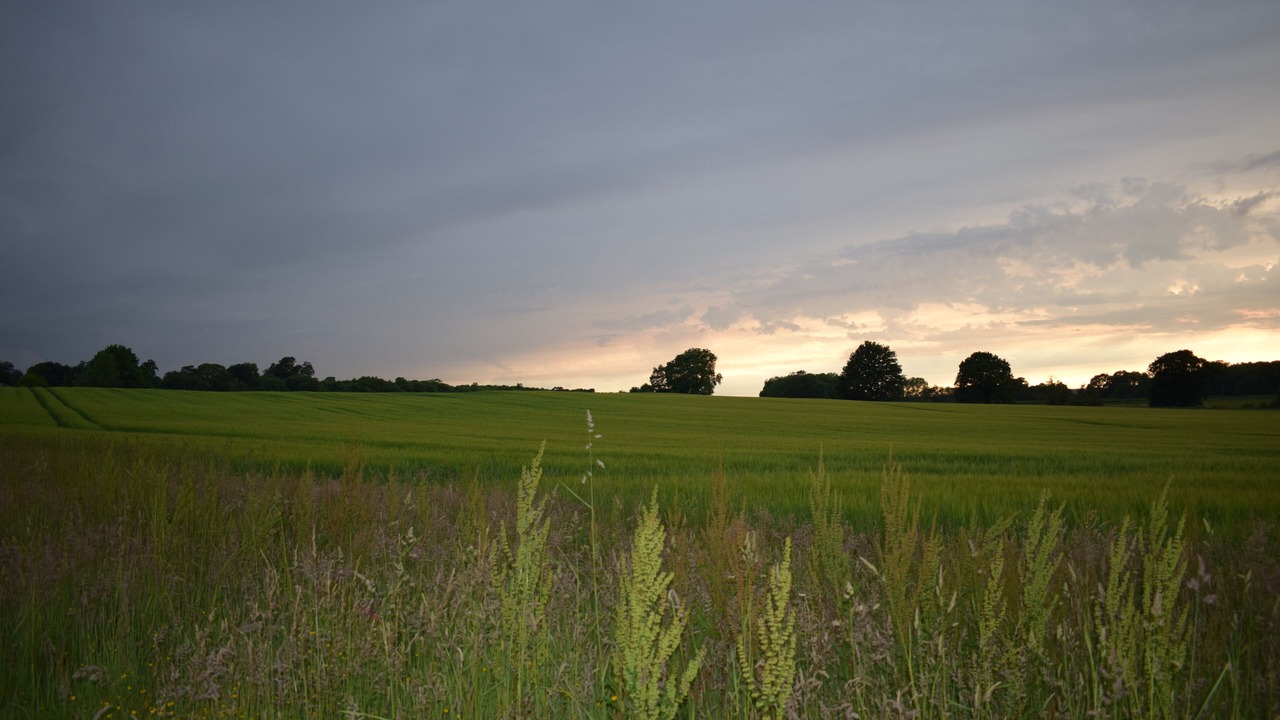 Photo of Others in Willesborough