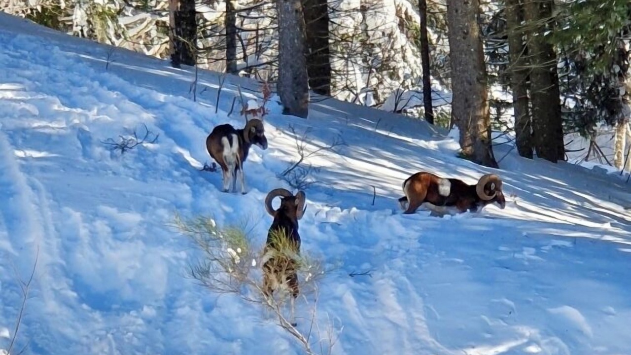 Photo of Others in Mont-Dore