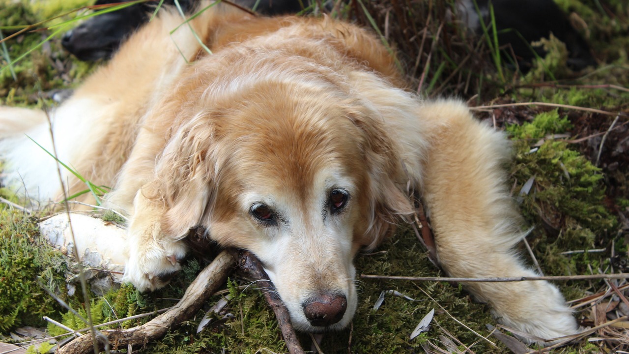 Photo of Others in Fern Acres