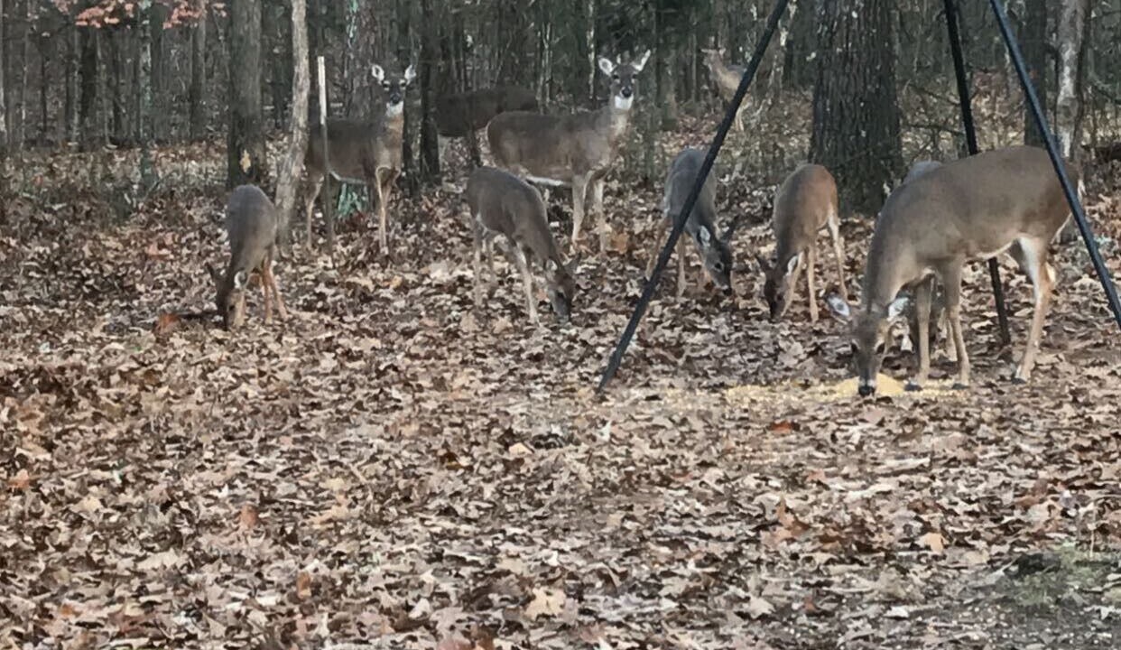 Photo of Others in Higden
