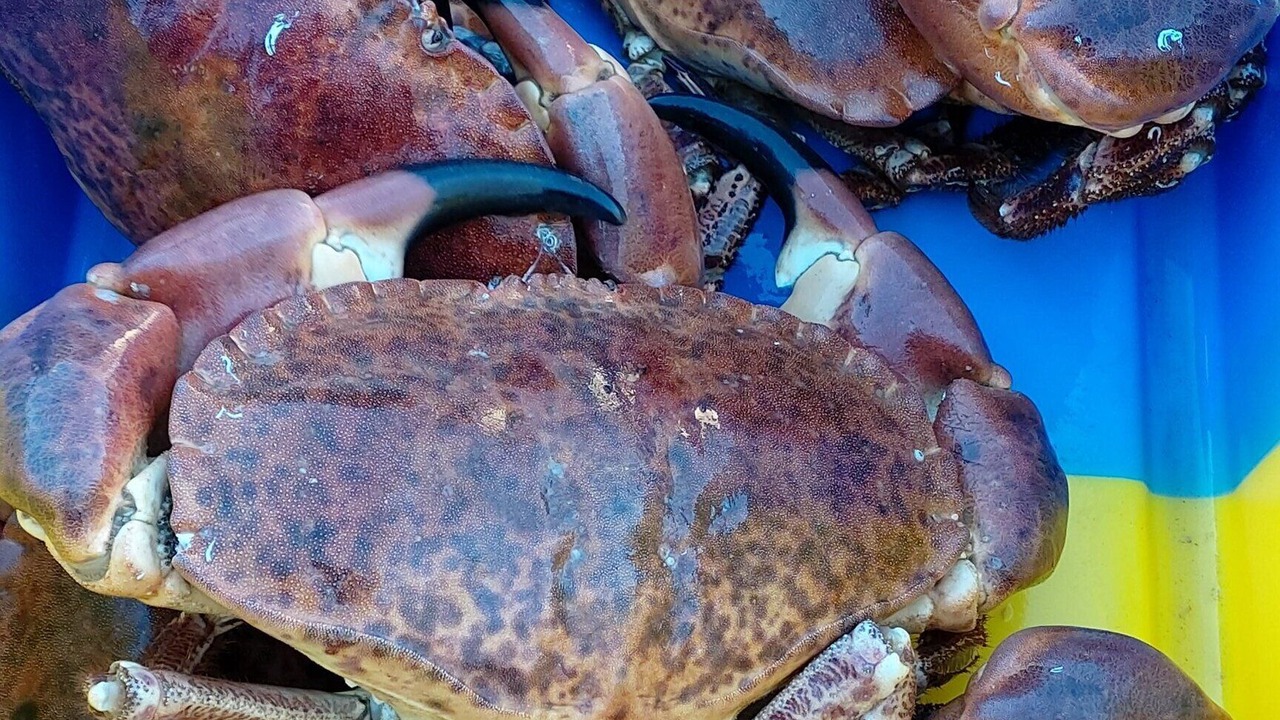 Photo of Others in Roscoff