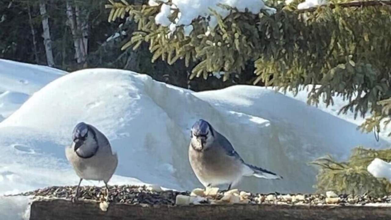 Photo of Outdoor in South Porcupine