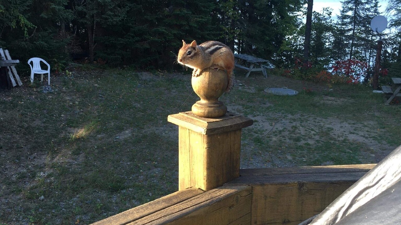 Photo of Outdoor in South Porcupine