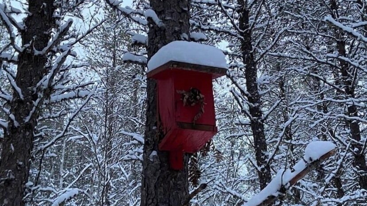 Photo of Others in South Porcupine