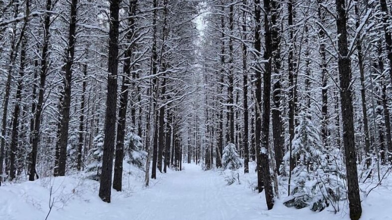 Photo of Others in South Porcupine
