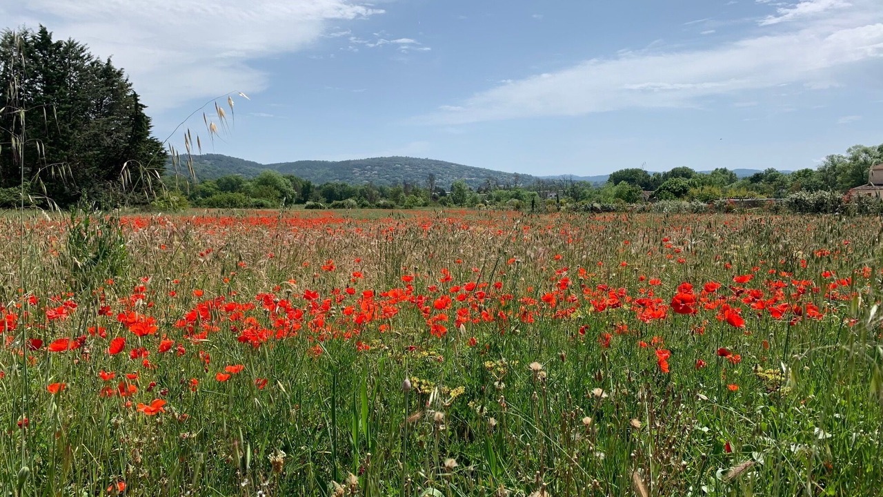Photo of Outdoor in Montauroux