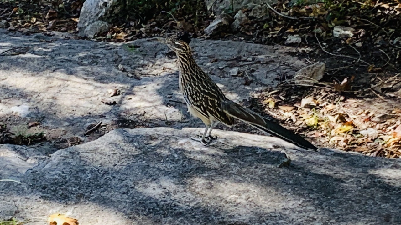 Photo of Outdoor in Morgans Point Resort