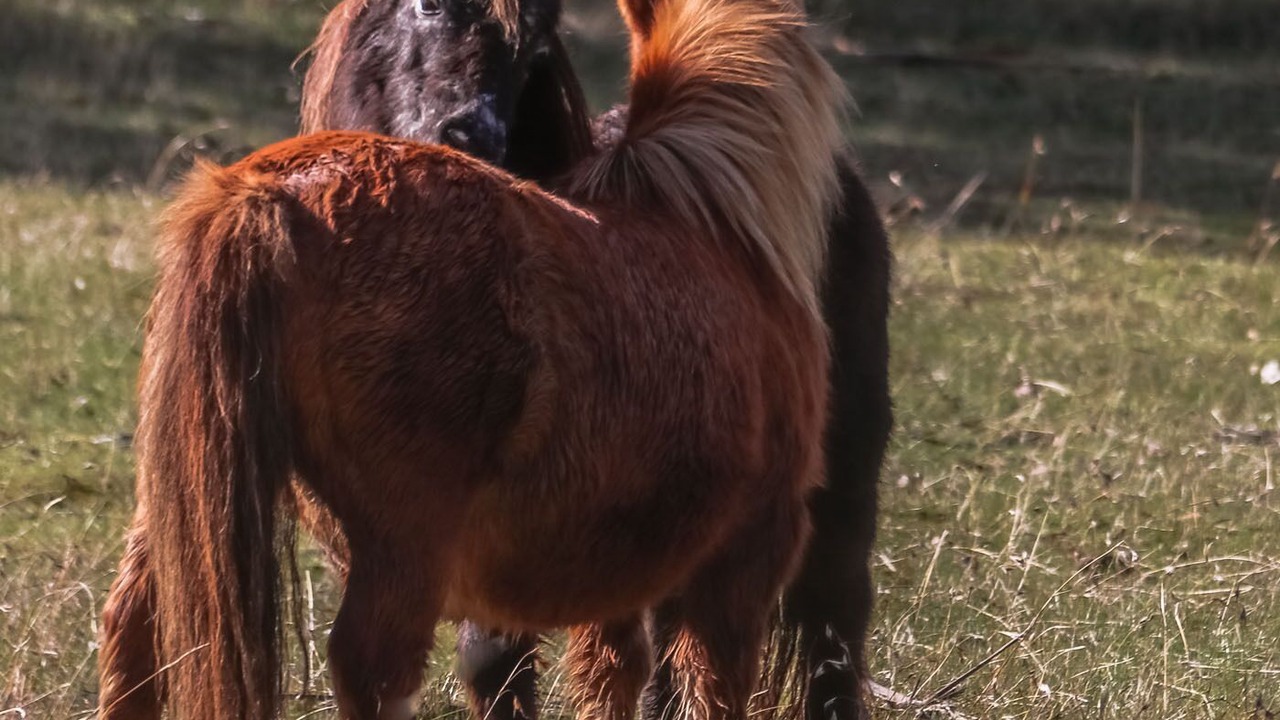 Photo of Others in Blampied