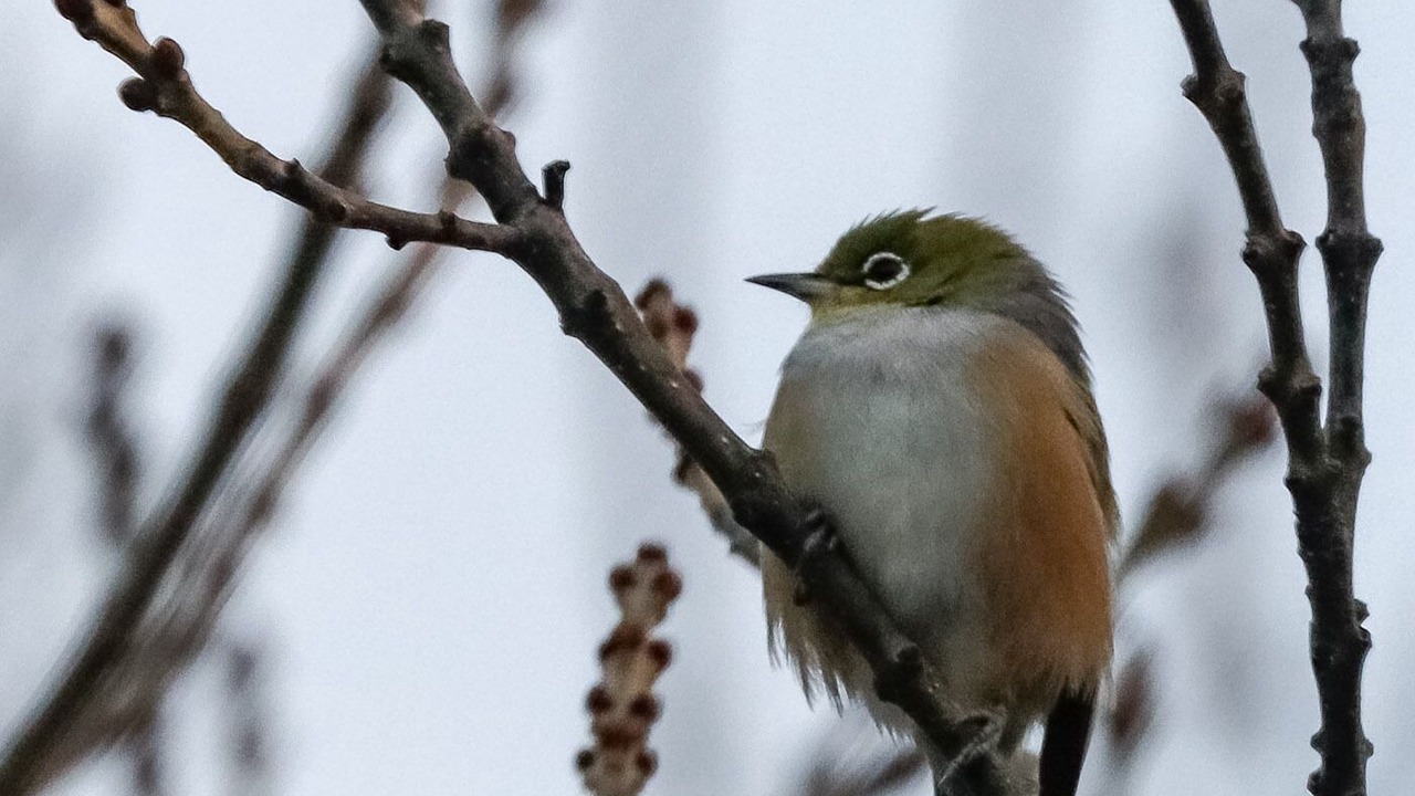 Photo of Others in Blampied