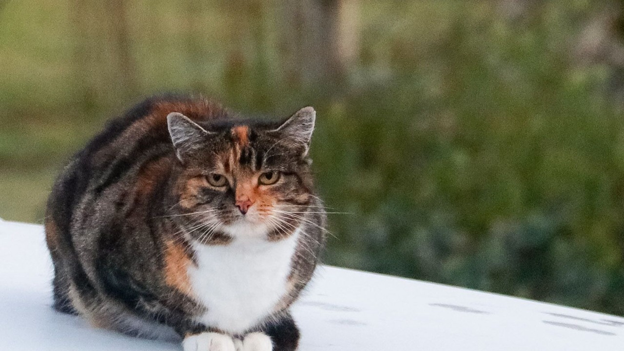 Photo of Outdoor in Blampied