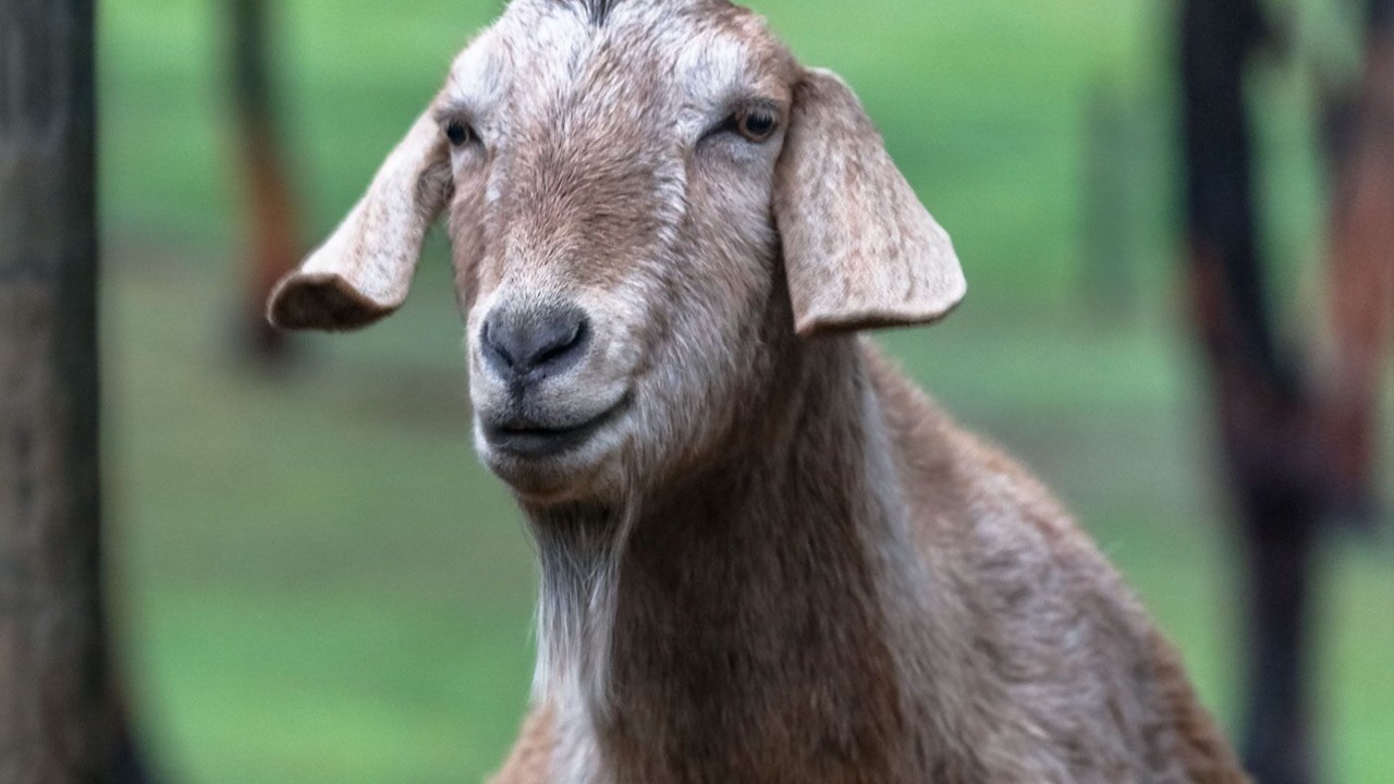 Photo of Others in Blampied