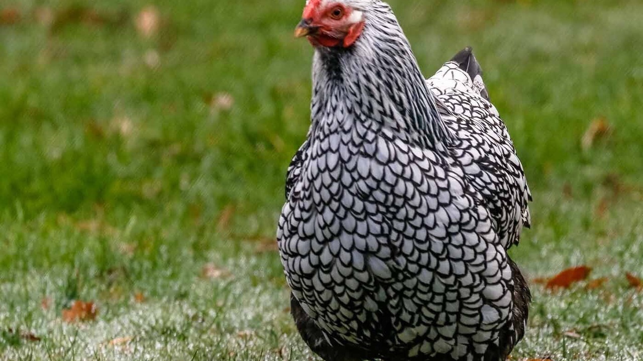 Photo of Others in Blampied