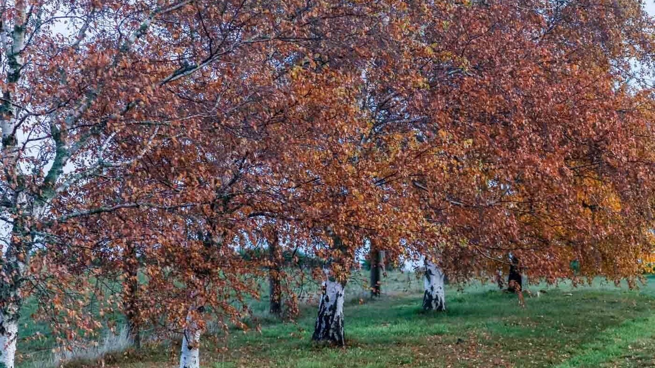 Photo of Others in Blampied