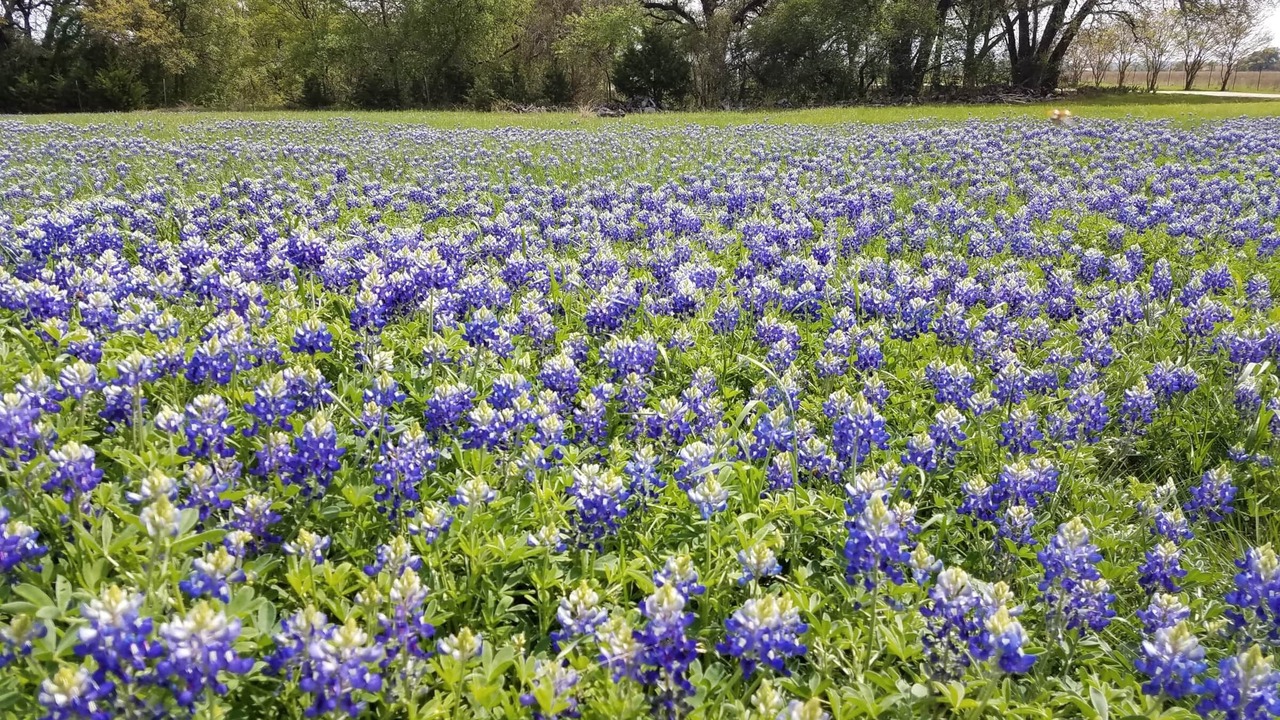 Photo of Others in Belton