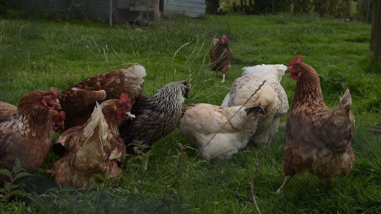 Photo of Others in Llandwrog