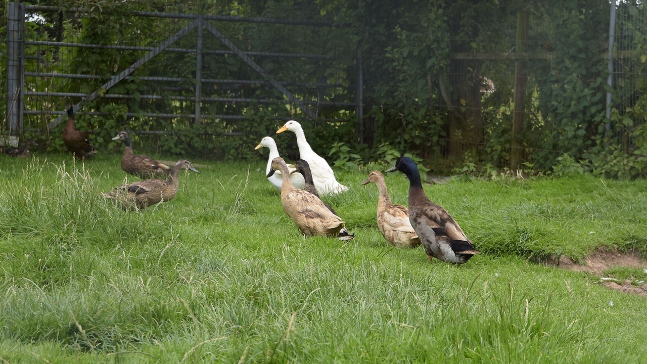 Photo of Others in Llandwrog