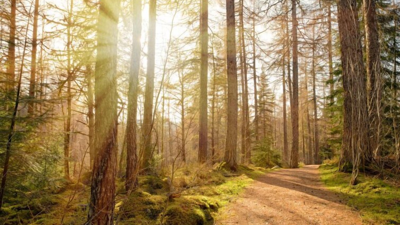 Photo of Others in Cannich