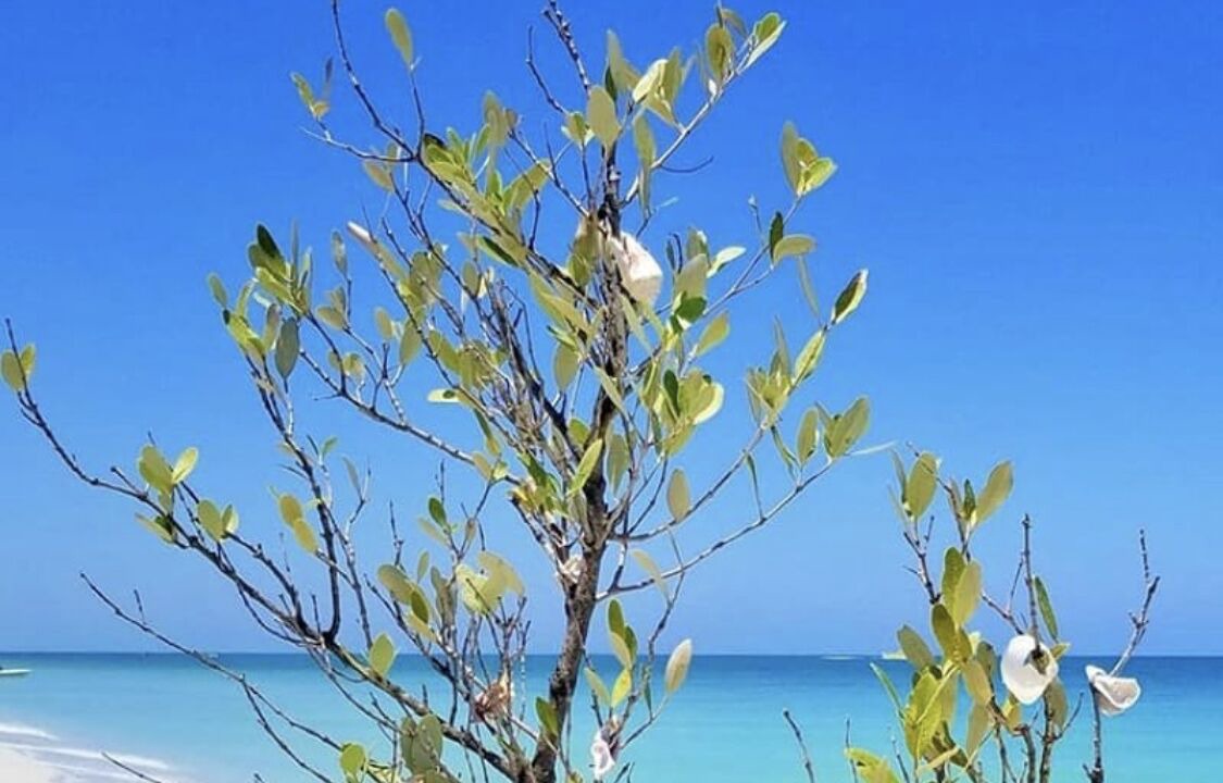 Photo of Others in Downtown Dunedin