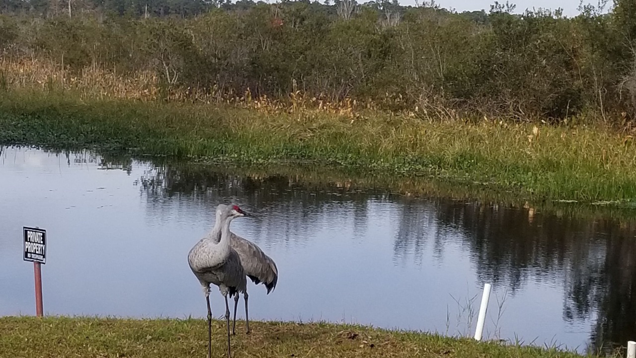 Photo of Outdoor in Citrus Springs