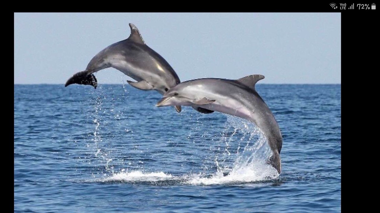 Photo of Others in Opito Bay