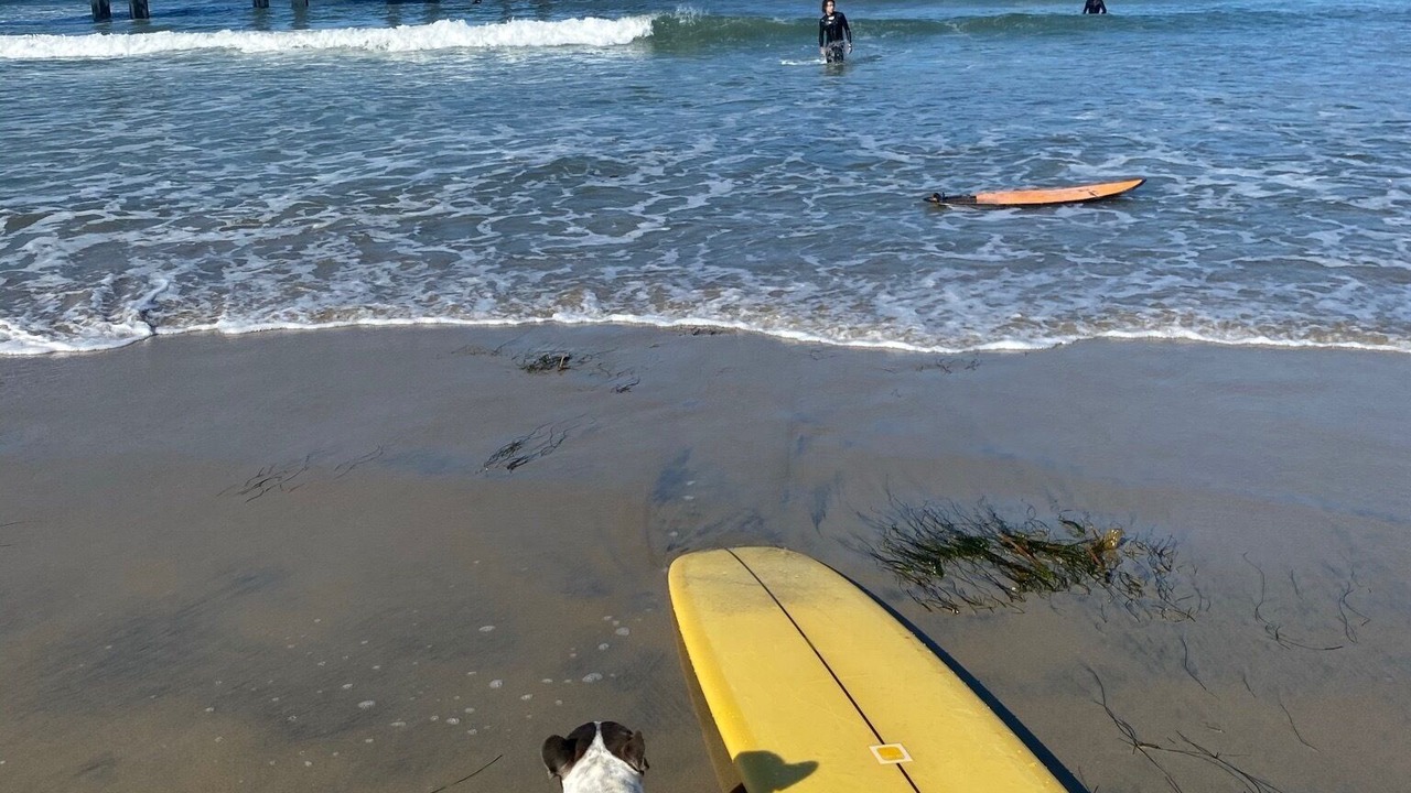Photo of Others in Central Mission Beach