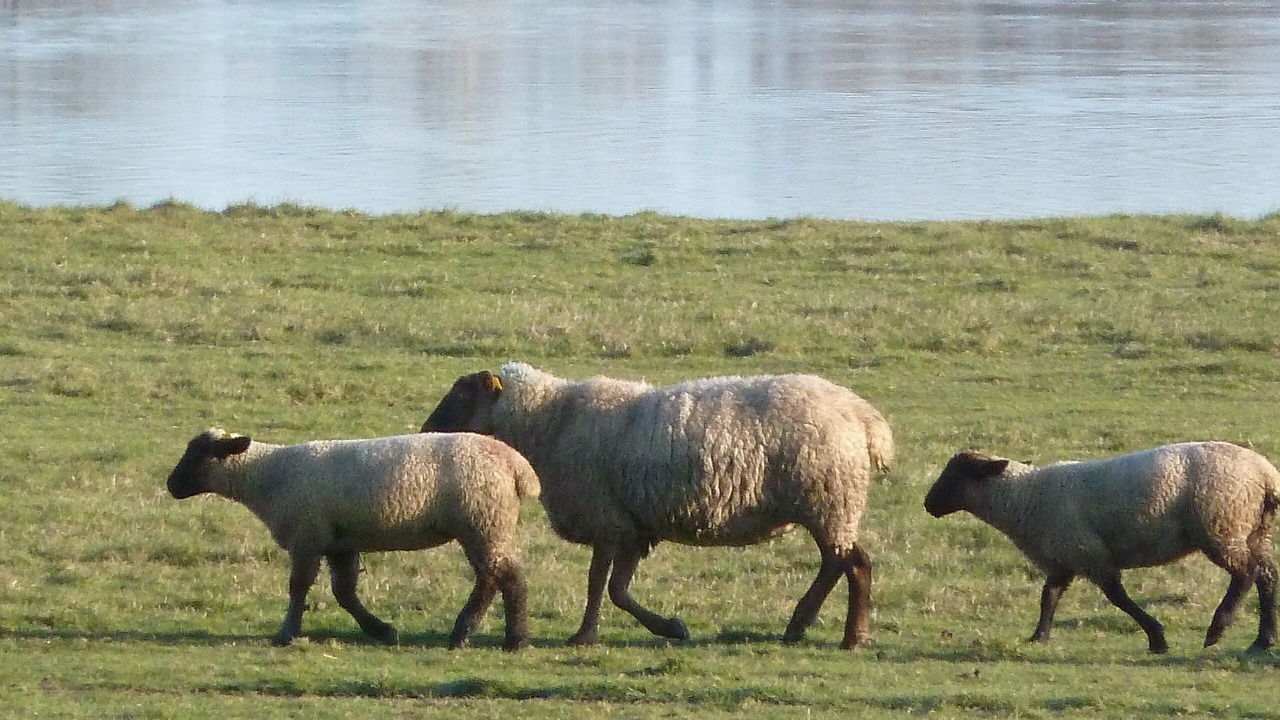 Photo of Outdoor in Ceaux