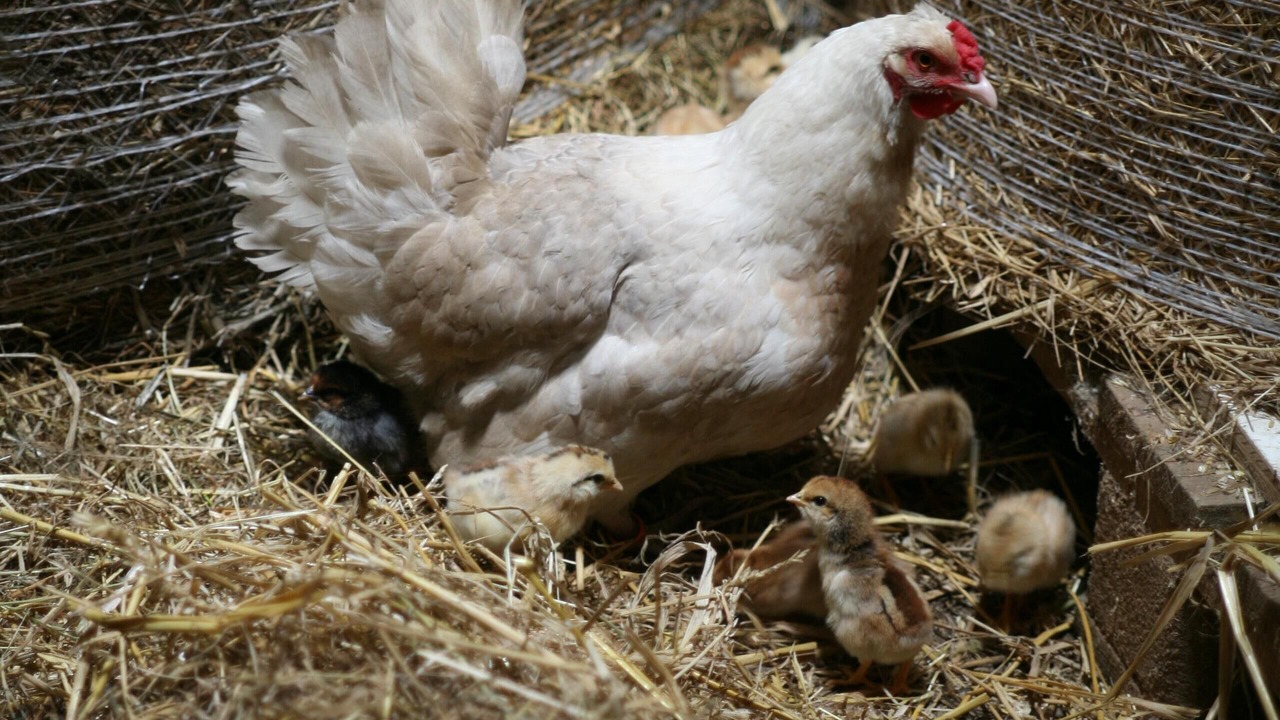 Photo of Others in Audinghen