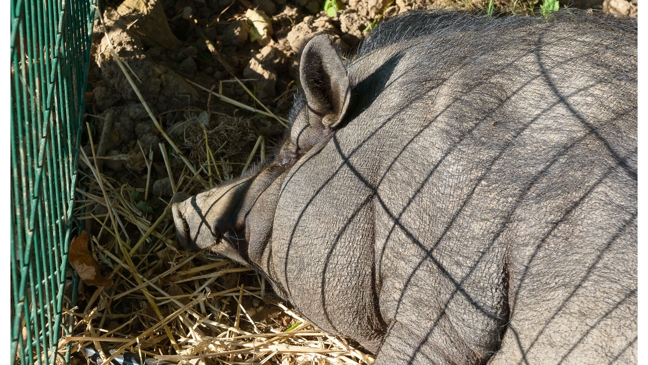 Photo of Others in Audinghen