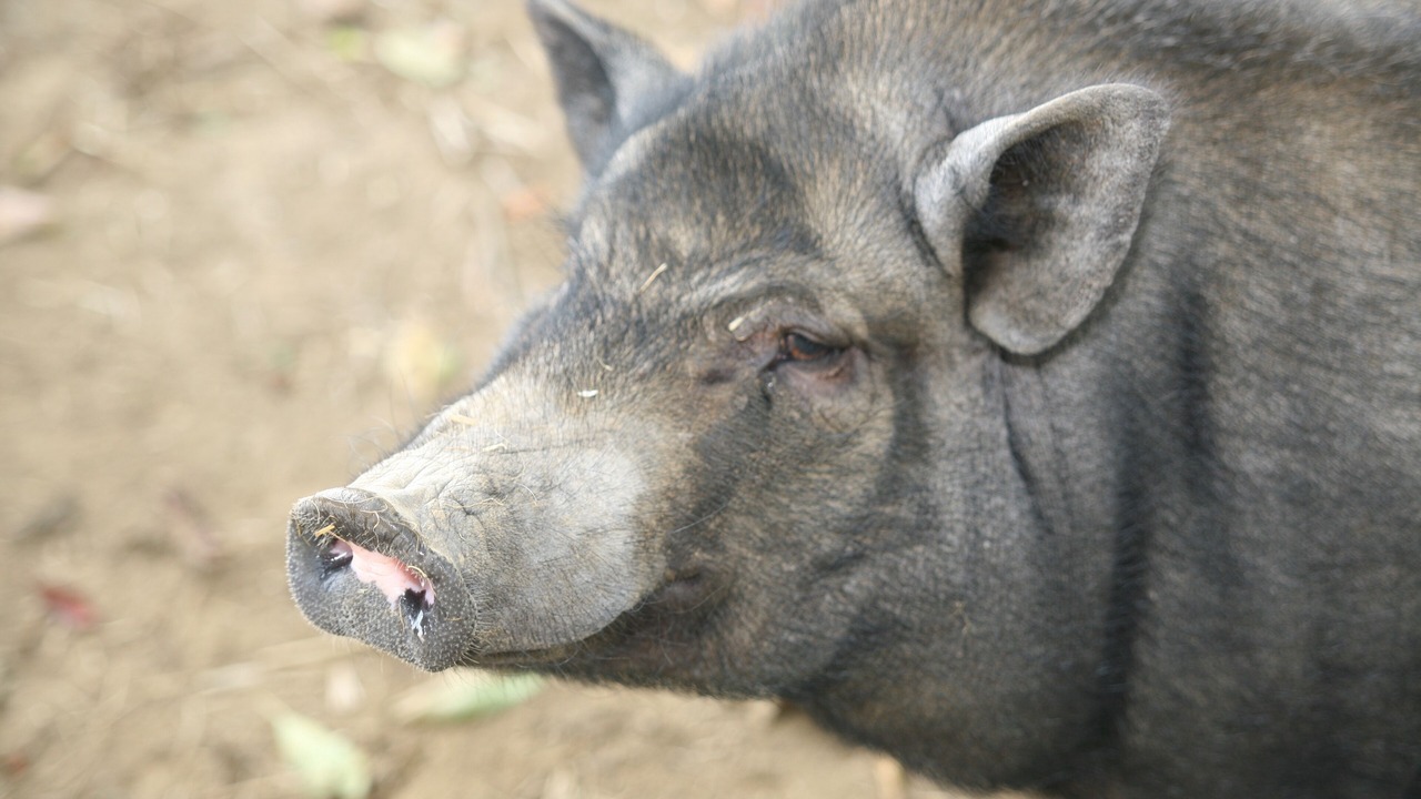 Photo of Others in Audinghen