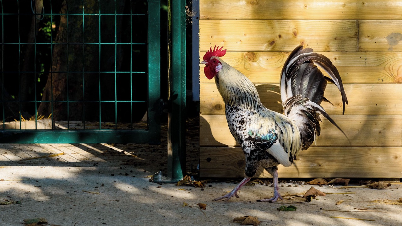 Photo of Others in Audinghen