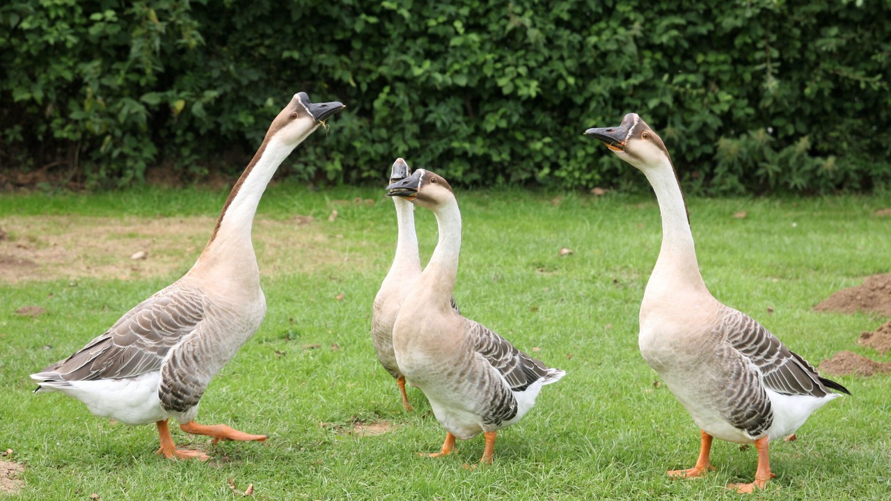 Photo of Outdoor in Audinghen