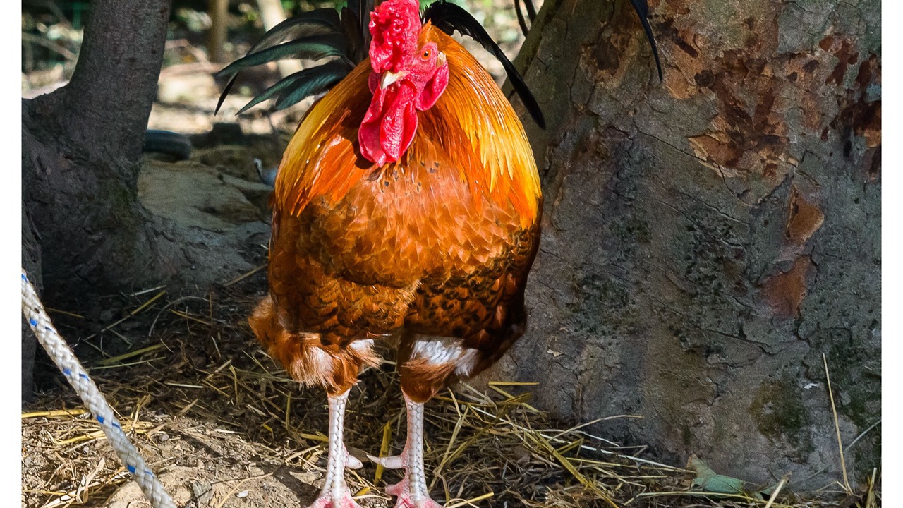 Photo of Others in Audinghen