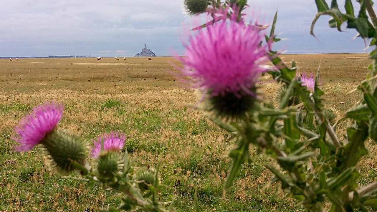 Photo of Outdoor in Pontorson