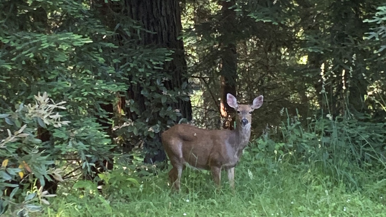 Photo of Outdoor in Crescent City