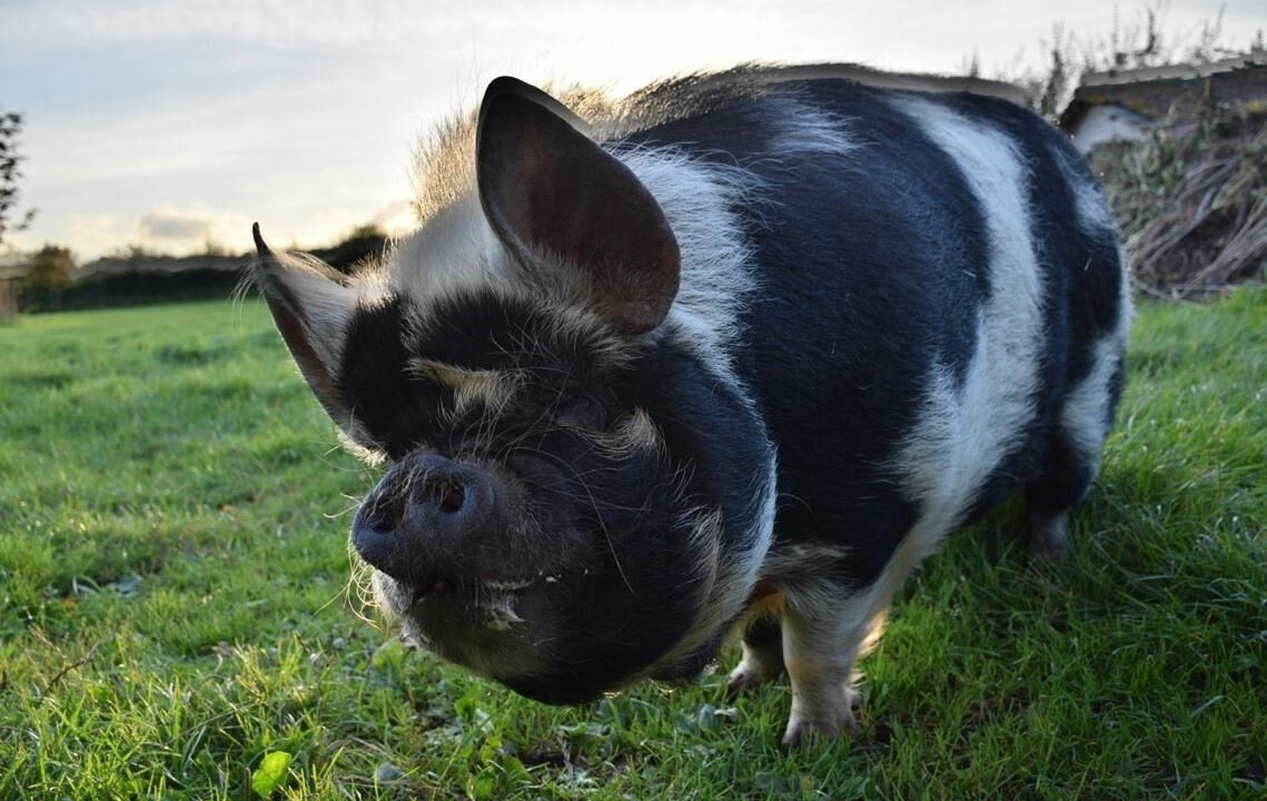 Photo of Others in Crewkerne