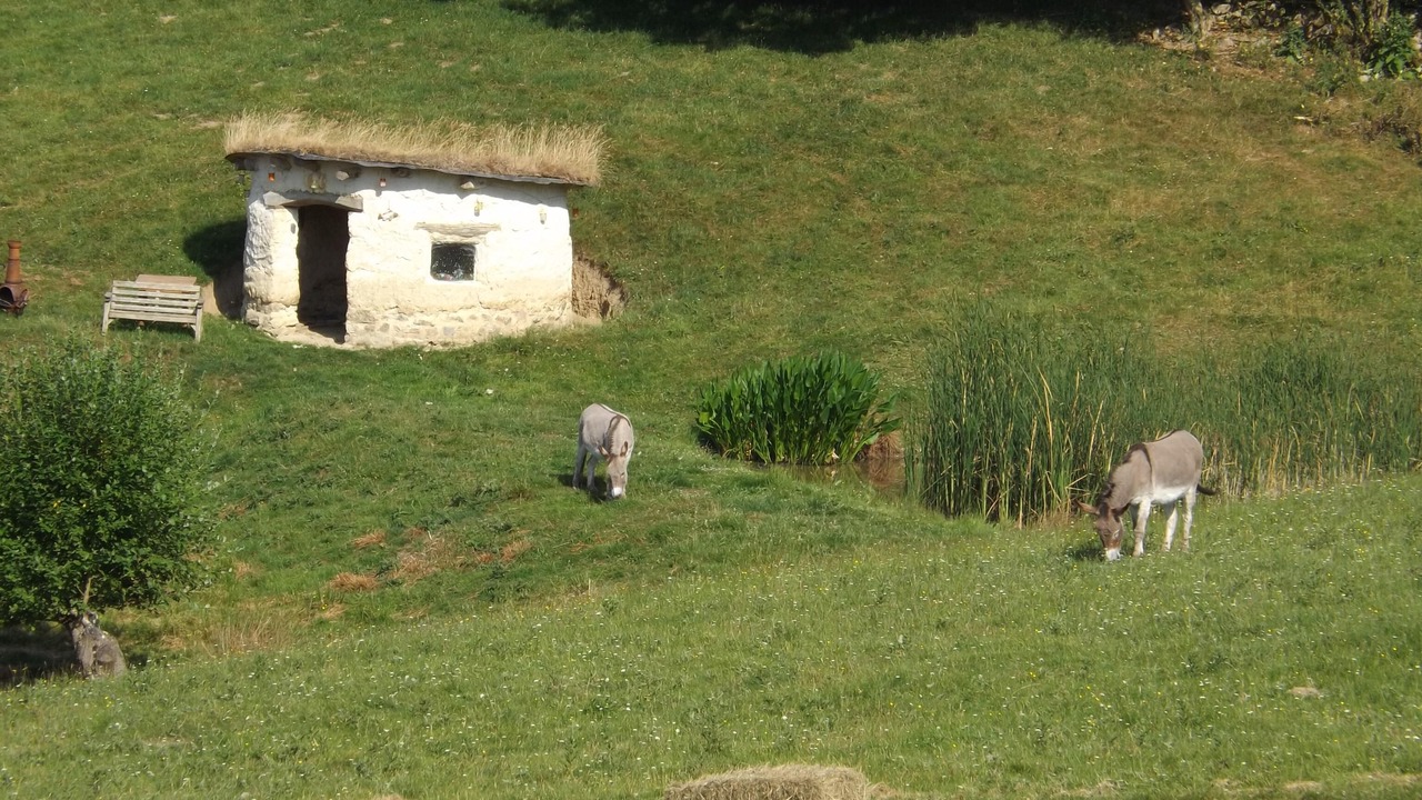 Photo of Others in Heligan