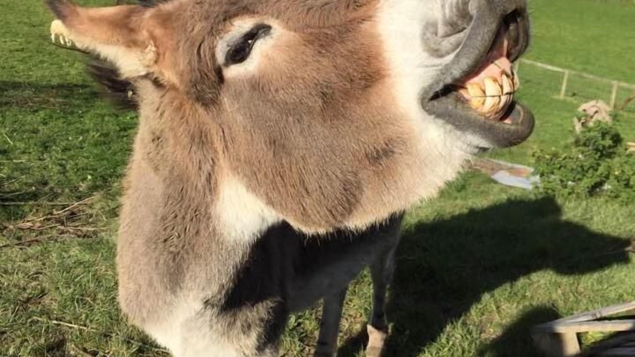 Photo of Others in Heligan