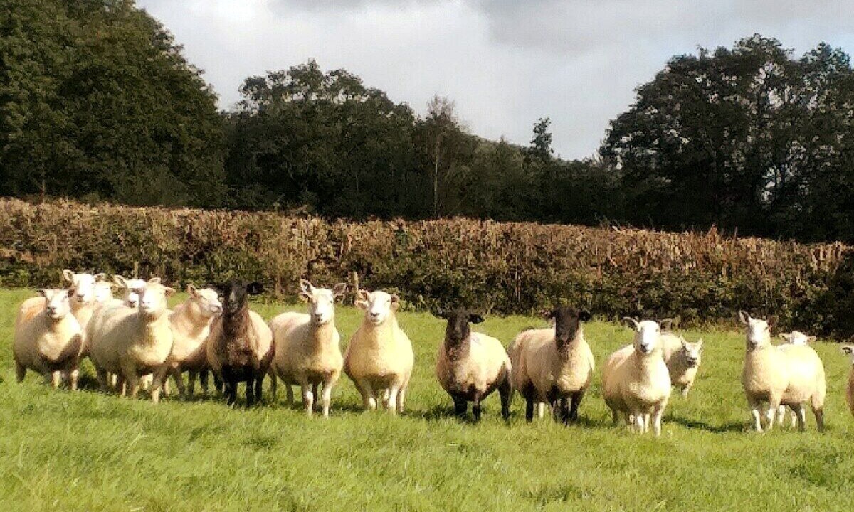 Photo of Others in Mary Tavy