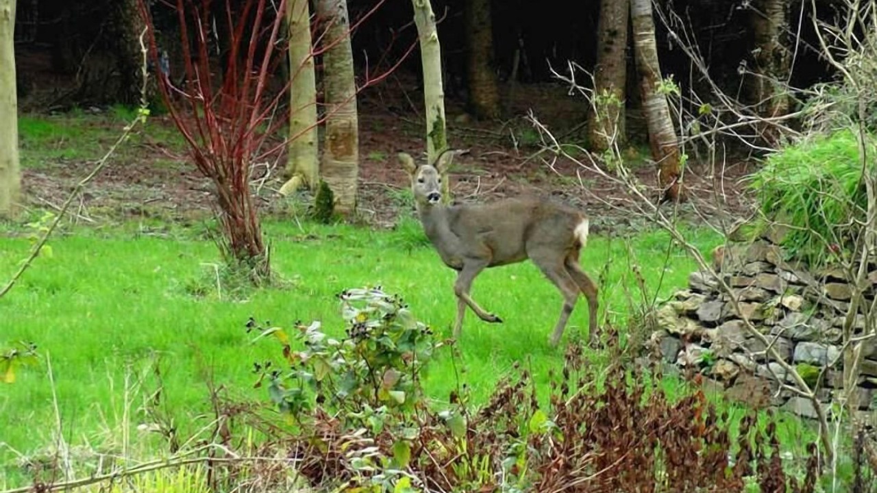 Photo of Outdoor in Mary Tavy