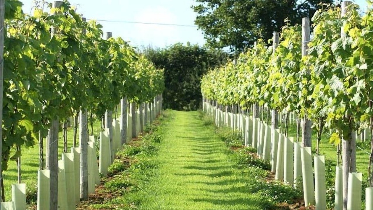 Photo of Others in Mary Tavy