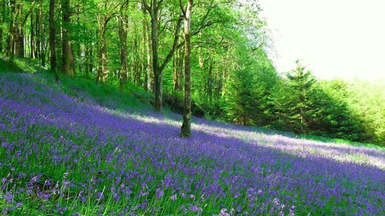 Photo of Others in Mary Tavy