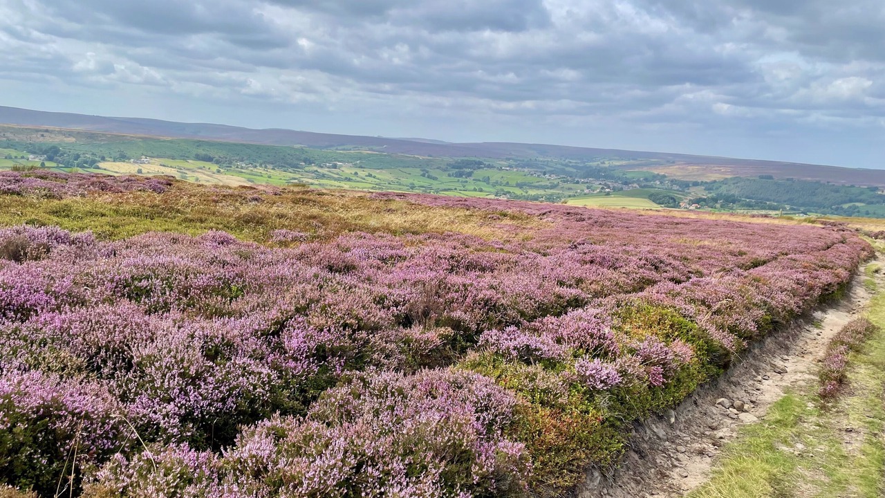 Photo of Others in Danby