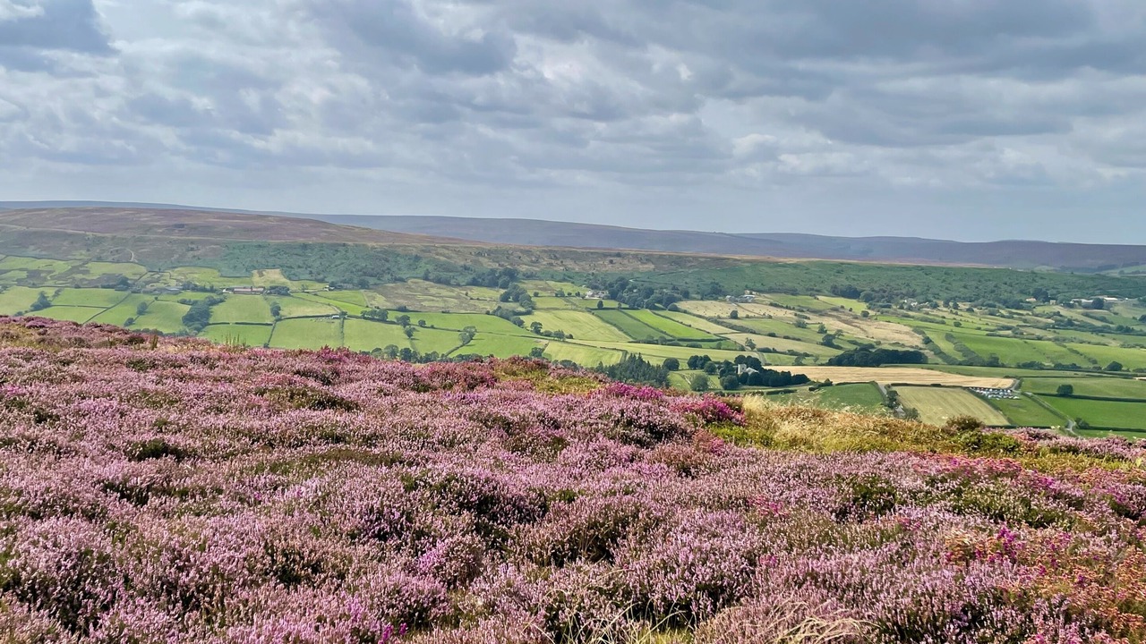 Photo of Others in Danby