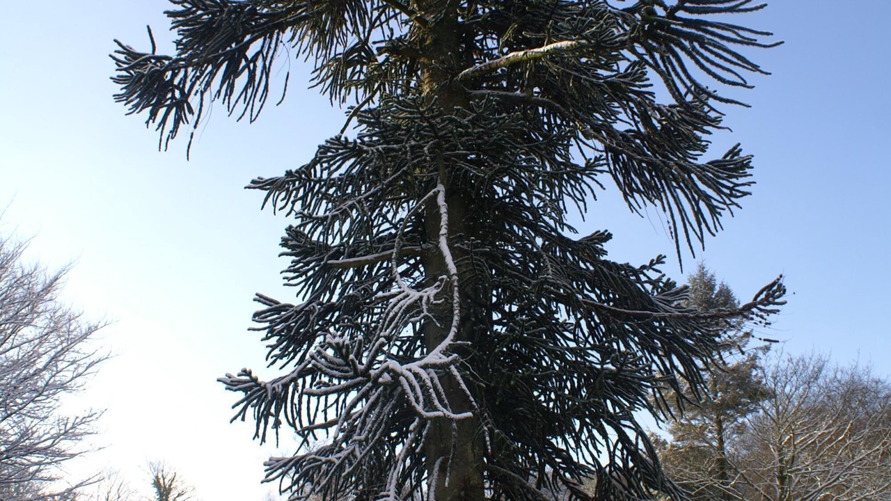 Photo of Others in Parracombe