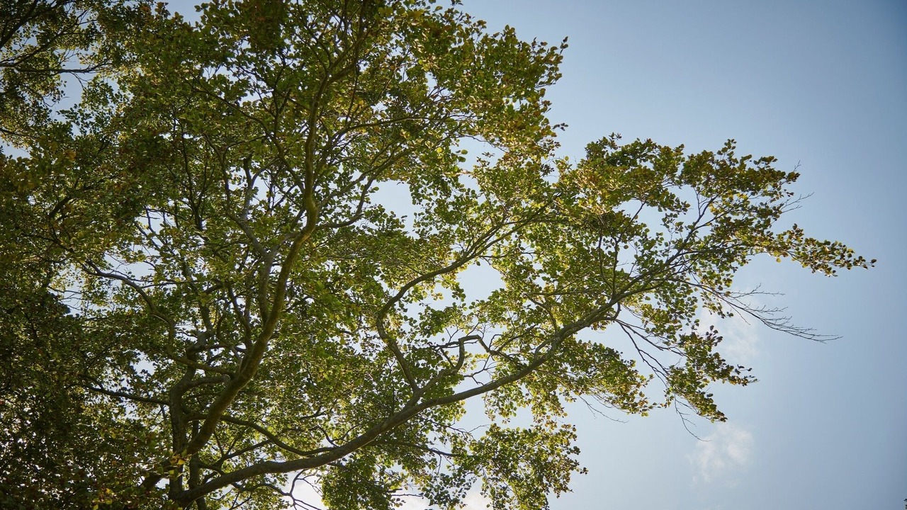 Photo of Others in Natland