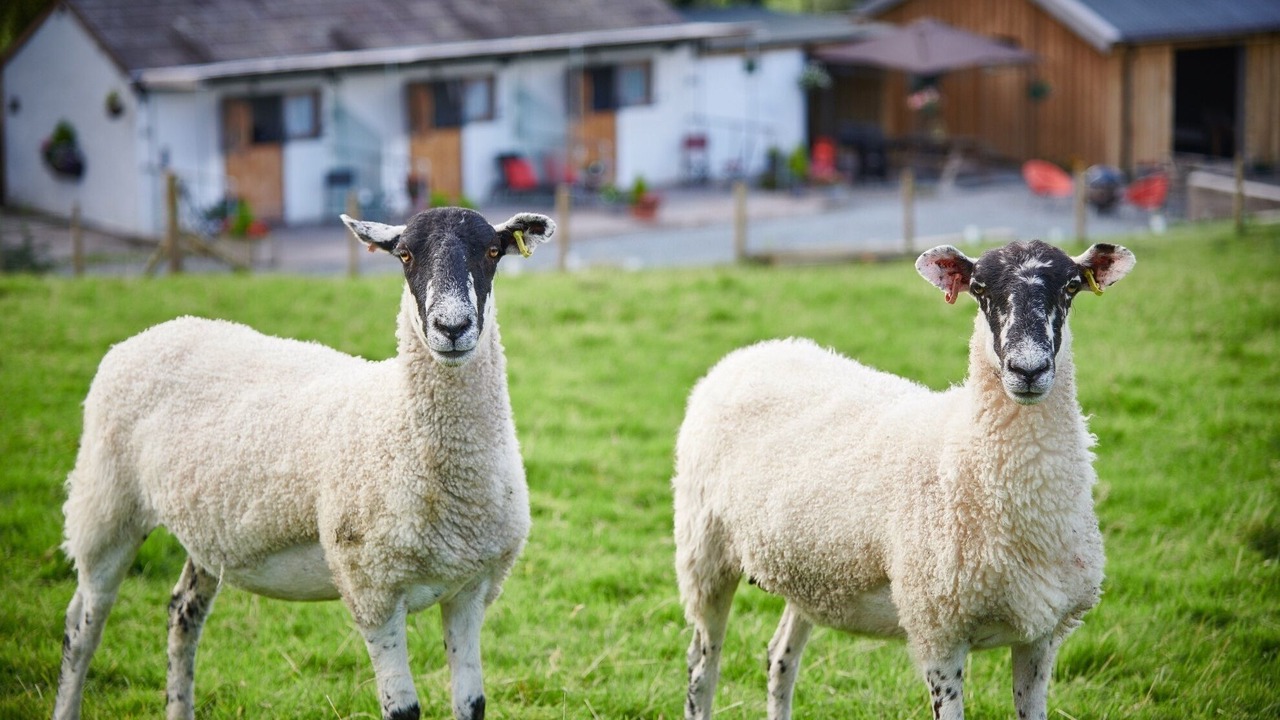 Photo of Others in Natland