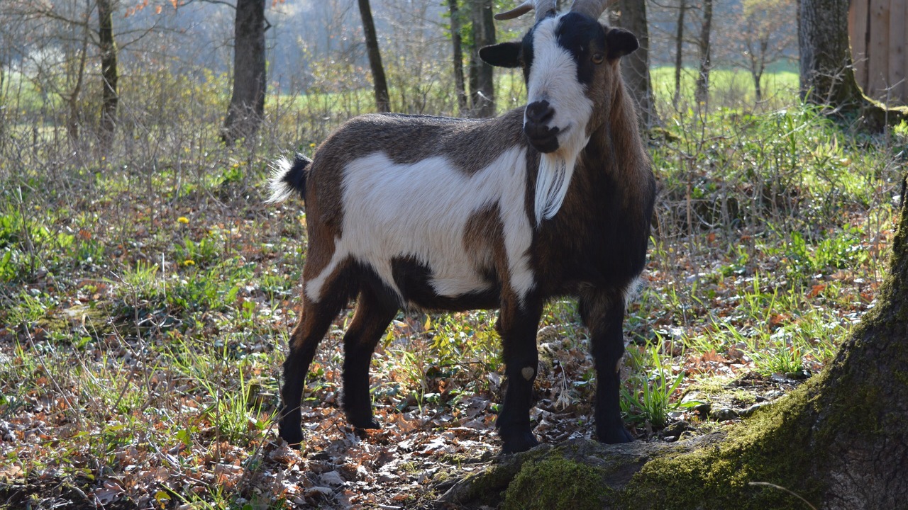 Photo of Others in Jayac