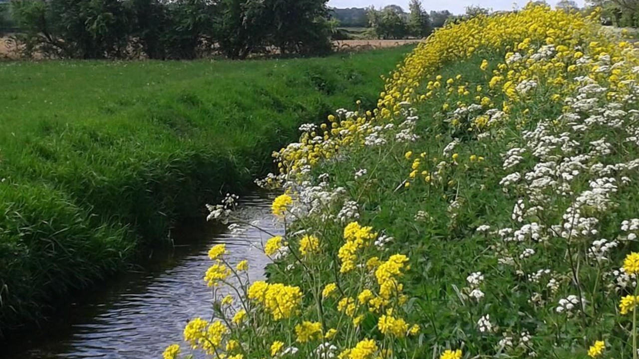 Photo of Others in Wedmore