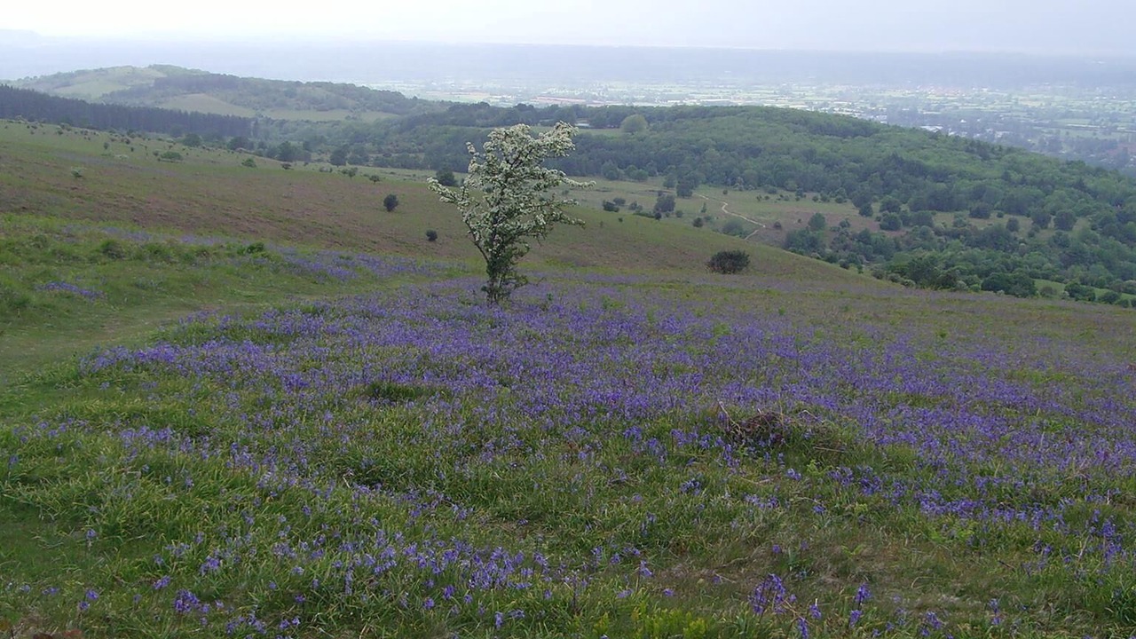 Photo of Others in Wedmore